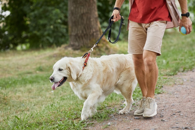 Niski przekrój portret nierozpoznawalnego mężczyzny spacerującego z psem w parku w letniej przestrzeni kopii