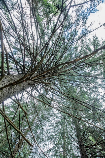 Niskie Ujęcie Wysokiego Drzewa Z Gałęziami I Zielonymi Liśćmi W świetle Dziennym - Idealne Na Tapetę