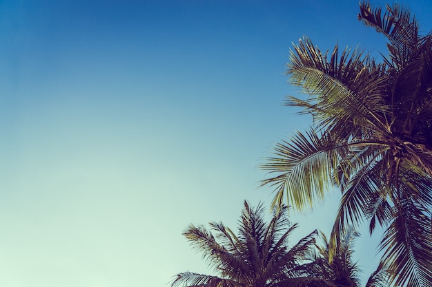 Bezpłatne zdjęcie niskiego kąta piękny kokosowy drzewko palmowe z niebieskiego nieba tłem