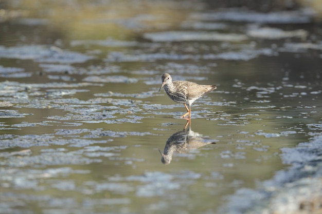 Bezpłatne zdjęcie nomadic common redshank tringa totanus