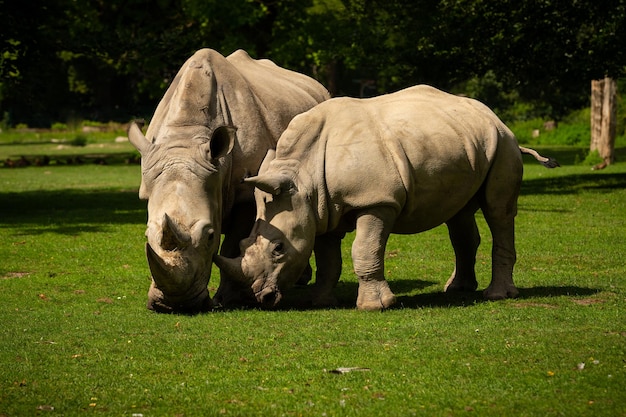 Bezpłatne zdjęcie nosorożec biały w pięknym naturalnym środowisku dzikie zwierzęta w niewoli prehistoryczne i zagrożone gatunki w zoo