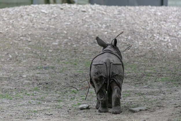 Nosorożec indyjski idąc przez pole w zoo