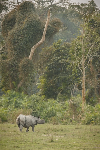 nosorożec indyjski w azji nosorożec indyjski lub nosorożec rogaty jednorożec z zieloną trawą