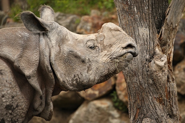 Nosorożec Indyjski W Pięknym, Wyglądającym Na Przyrodę Siedlisku