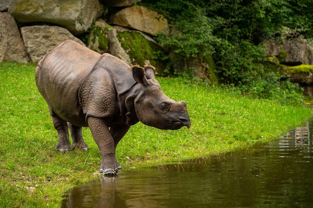 Nosorożec indyjski w przepięknie wyglądającym siedlisku Jeden nosorożec rogaty Zagrożony gatunek Największy gatunek nosorożca na ziemi