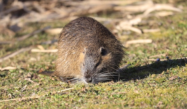 Bezpłatne zdjęcie nutria (myocastor coypus) w arce