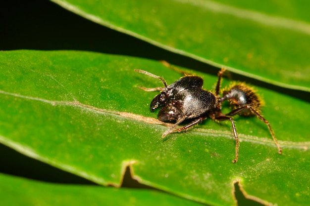 Obraz mrówki pheidole jeton driverus (pheidole sp.) na liściu. owad,. zwierzę.