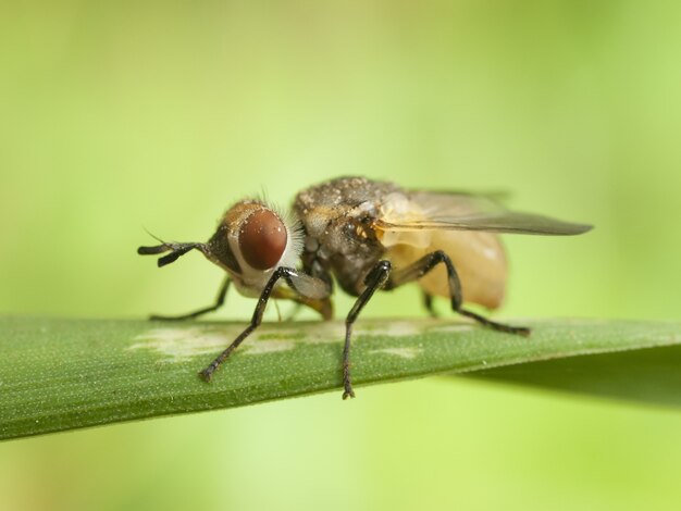 Obraz zbliżenie mucha na liściu