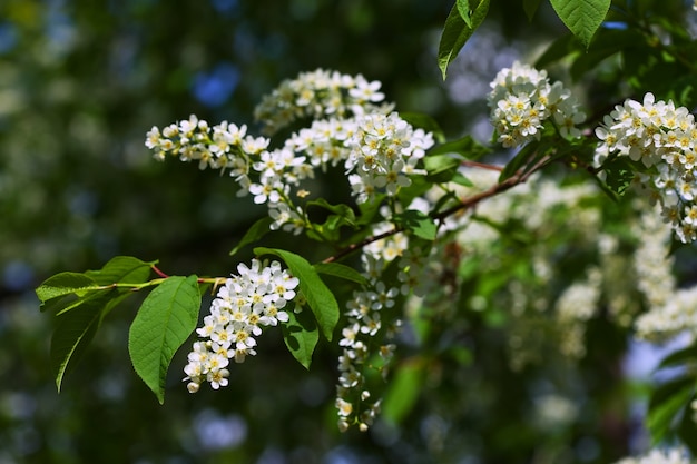 Bezpłatne zdjęcie oddział cherry ptaka na wiosnę