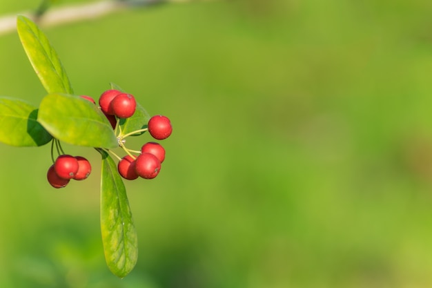 Bezpłatne zdjęcie oddział odkryty natura zielony ogród