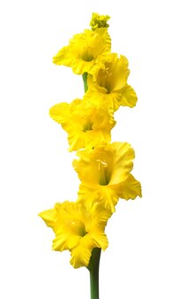 Oddział żółtego kwiatu mieczyk na białym tle