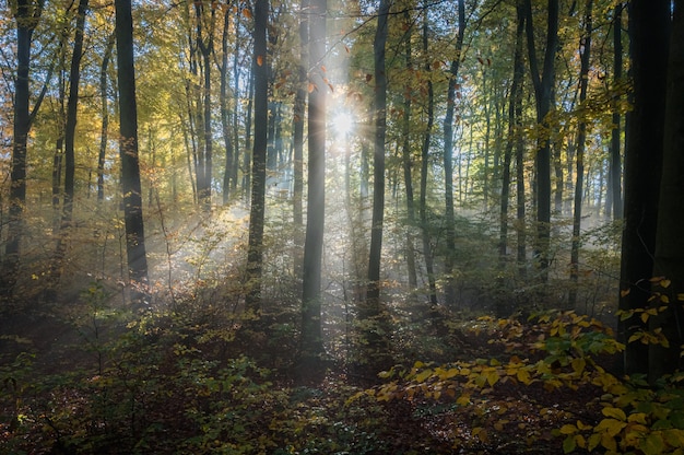 Bezpłatne zdjęcie odenwald w mglisty poranek