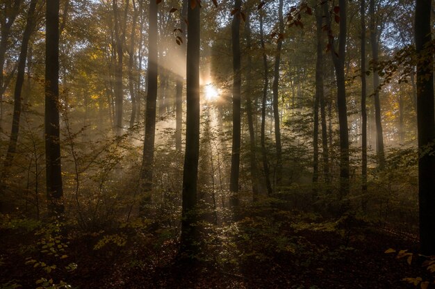Odenwald w mglisty poranek