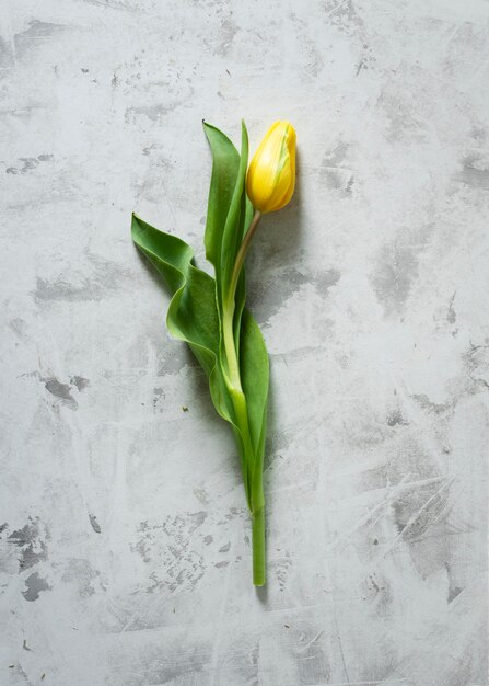 Odgórnego widoku żółty tulipan na stole