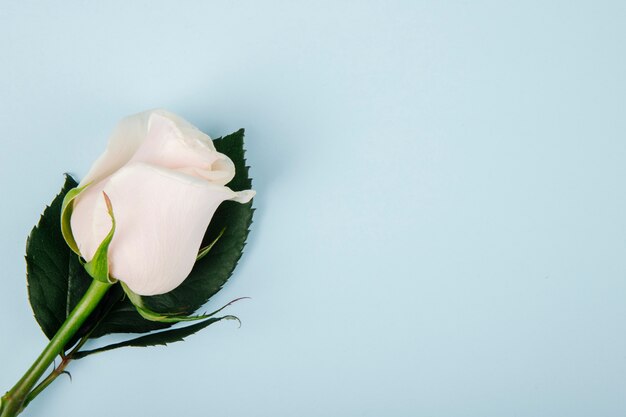 Odgórny widok biały kolor róża odizolowywająca na błękitnym tle z kopii przestrzenią