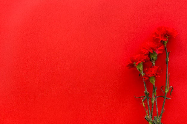Odgórny widok goździków kwiaty przeciw jaskrawemu czerwonemu tłu z kopii przestrzenią