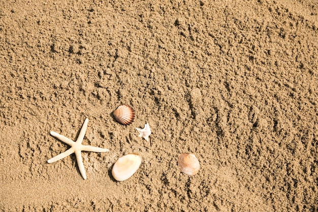 Bezpłatne zdjęcie odgórny widok rozgwiazda i skorupy na tropikalnej piaskowatej plaży