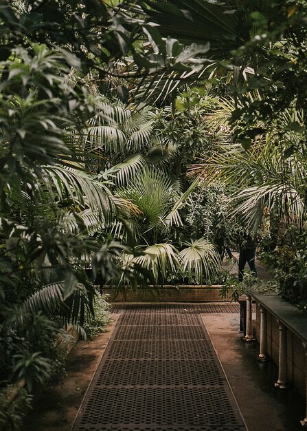 Ogród botaniczny nastrojowa szklarnia natura zdjęcie