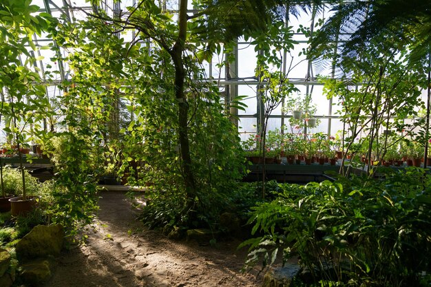 Ogród szklarniowy z egzotycznymi roślinami i roślinami doniczkowymi rosnącymi w doniczkach oranżeria o klimacie tropikalnym