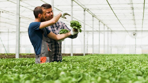Ogrodnik rolnik posiadający organiczne zdrowe świeże sałatki pokazujące biznesmenowi rolnemu omawiające odżywianie warzyw w hydroponice plantacji szklarniowej. Pojęcie rolnictwa