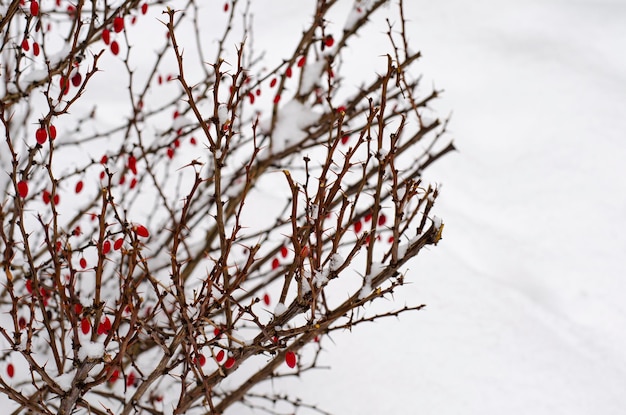 Ogrodowe krzewy ozdobne pod białym śniegiem. zdjęcie studyjne.