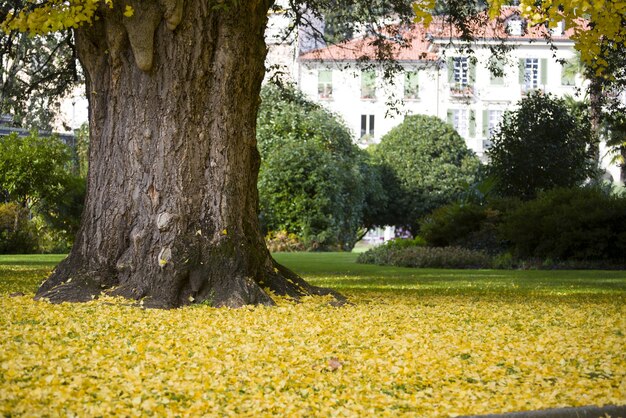 ogromne drzewo otoczone żółtymi liśćmi w środku ogrodu w ciągu dnia