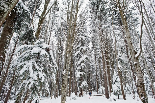 Ogromny las sosnowy pokryty śniegiem Majestatyczne zimowe krajobrazy