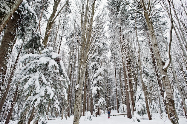 Ogromny las sosnowy pokryty śniegiem Majestatyczne zimowe krajobrazy