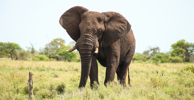 Ogromny słoń afrykański na safari w RPA