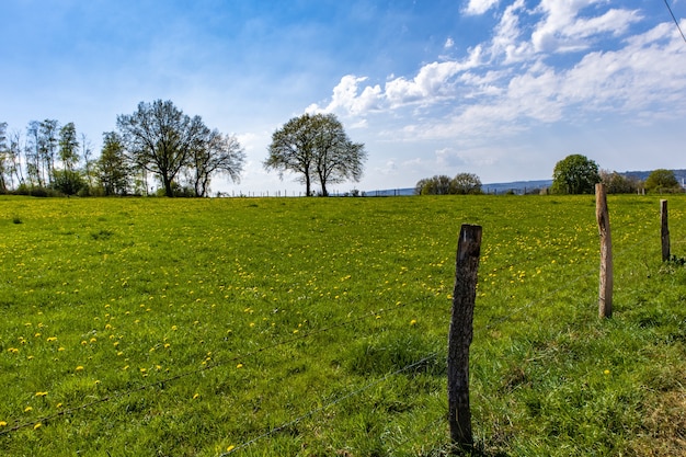 Bezpłatne zdjęcie ogromny zielony trawnik w parku z kilkoma drzewami i błękitnym niebem