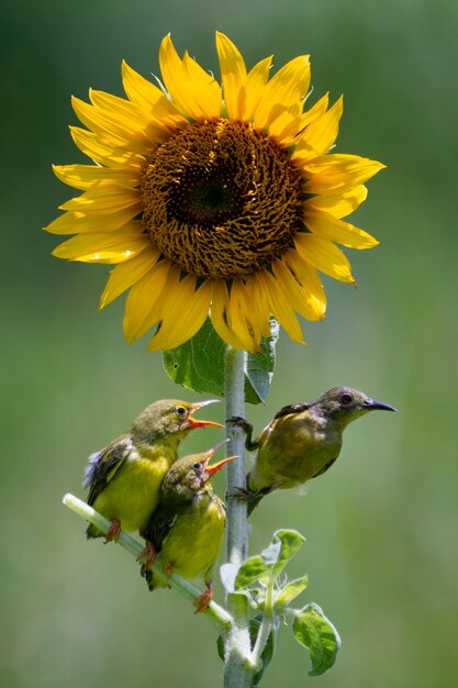 OliveBacked Sunbirds karmiące dziecko Cinnyris Jugularis