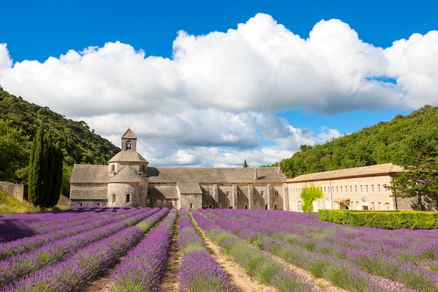 Opactwo Senanque i kwitnące rzędy kwiatów lawendy. Gordes, Luberon, Vaucluse, Prowansja, Francja, Europa.