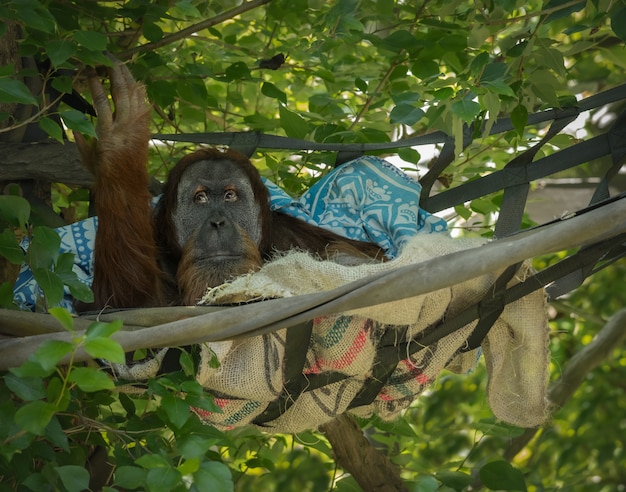 Bezpłatne zdjęcie orangutan na drzewie