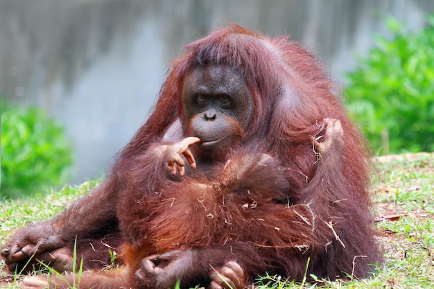 Orangutany ze swoimi dziećmi zbliżenie zwierząt z rodziny orangutan