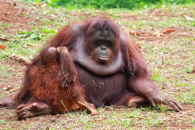 Orangutany ze swoimi dziećmi zbliżenie zwierząt z rodziny orangutan