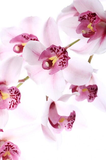 Orchidea na białym tle