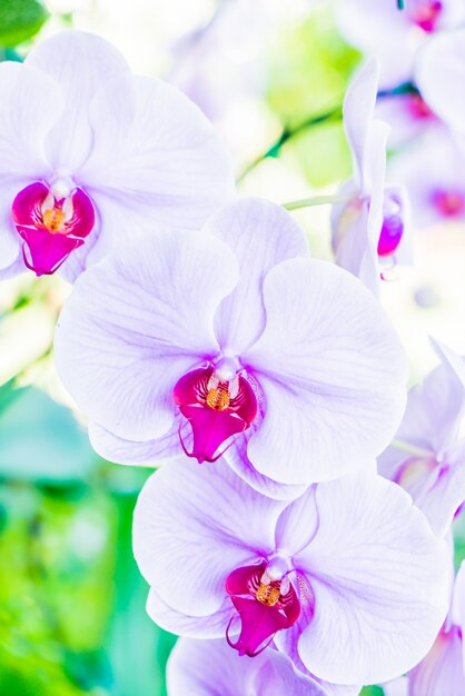 Orchidea