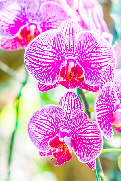 Orchidea