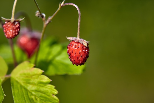 Organiczne dzikie dojrzałe truskawki w lesie. Makro strzał, skupić się na pierwszym planie, niewyraźne tło. Zbliżenie