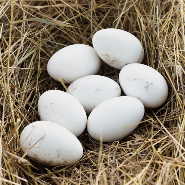 Bezpłatne zdjęcie organiczne świeże jaja w gospodarstwie od kurczaków