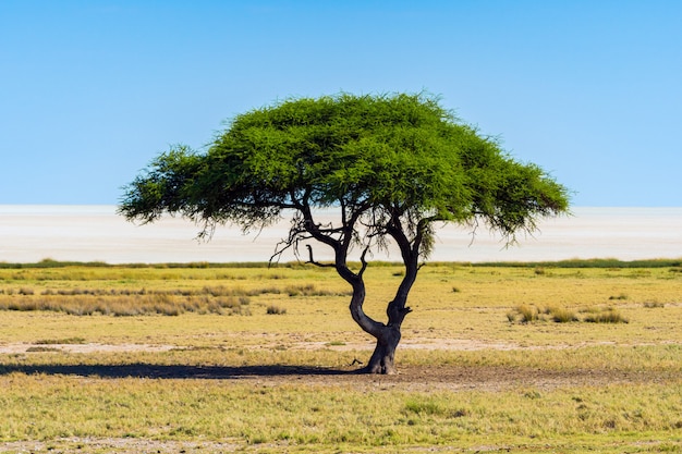 Bezpłatne zdjęcie osamotniony akacjowy drzewo z niebieskiego nieba tłem w etosha parku narodowym, namibia (camelthorne). afryka południowa