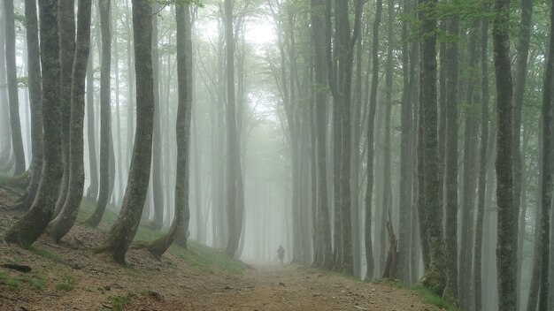 Osoba idąca przez las pokryty drzewami i mgłą