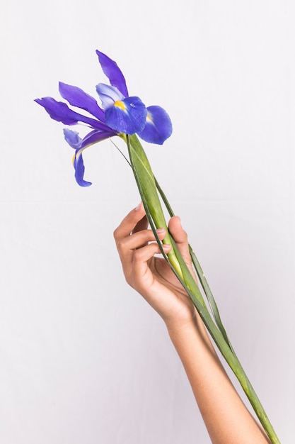 Osoba posiadająca duży niebieski kwiat