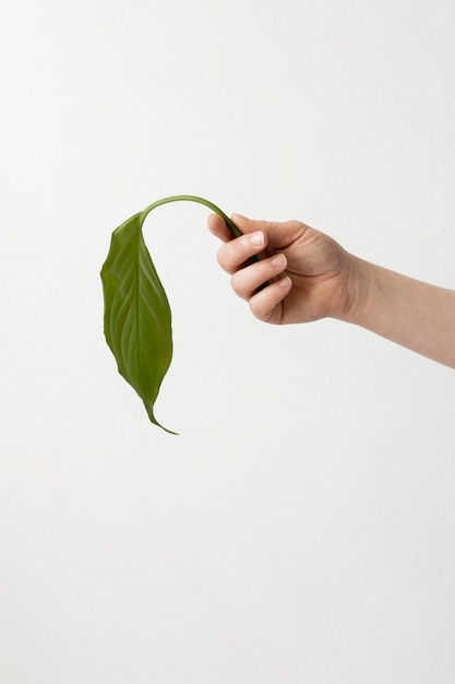 Bezpłatne zdjęcie osoba posiadająca zielony liść