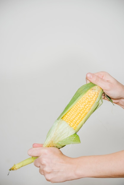 Osoby ręka trzyma kukurydzanego cob na białym tle