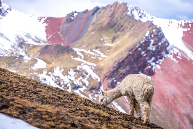 Bezpłatne zdjęcie ostra biała alpaka jedząca trawę na rainbow mountains, peru