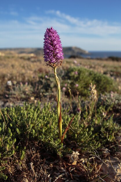 Ostrosłupowa orchidea Anacamptis pyramidalis roślina