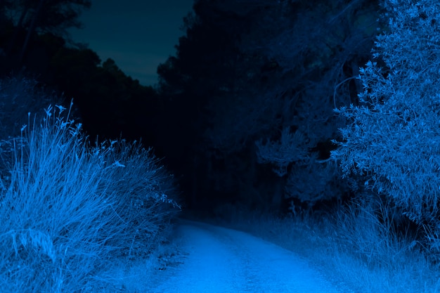 Oświetlona droga w lesie w nocy