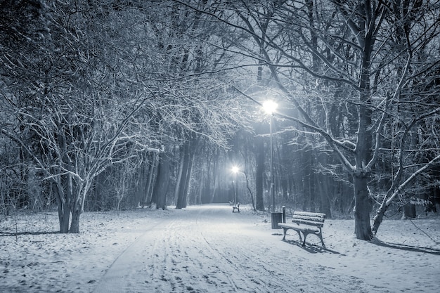 Oświetlona śnieżna ścieżka w parku w mroźną zimową noc