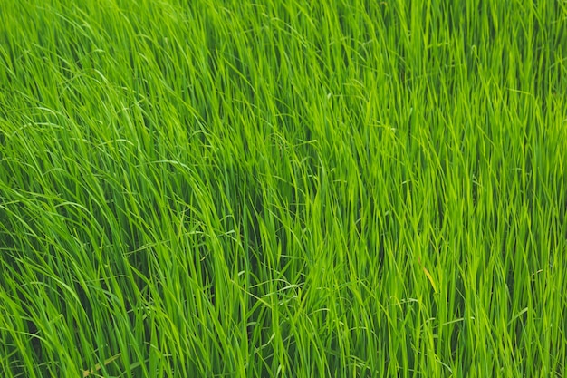Otwarte pole z zielonej trawie